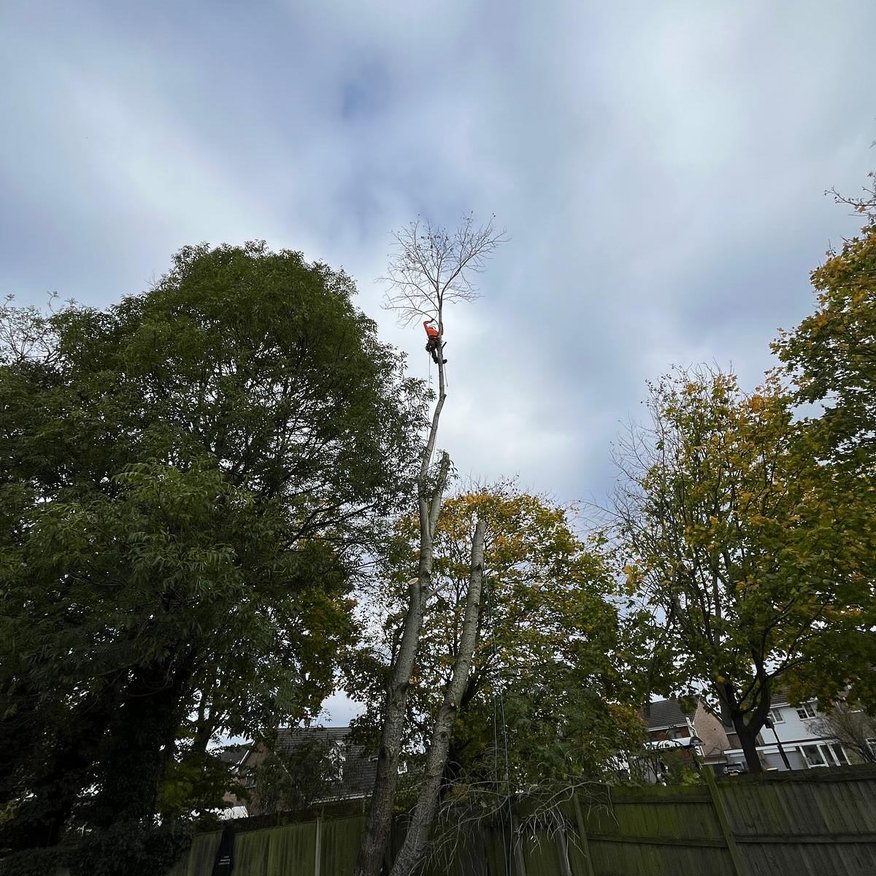 L Bale ABR & Hedge, Derbyshire Tree Cutting and Hedgelaying.